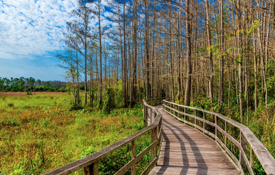 The walkways at the Corkscrew Swamp Sanctuary